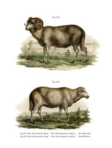 Mouton espagnol, 1860